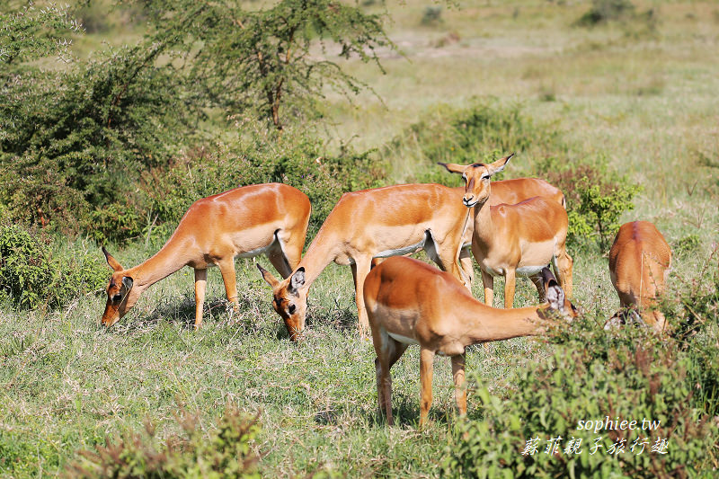 肯亞Kenya▍鳥去人空的納庫魯湖國家公園。觀鳥天堂沒落 粉紅地毯消失！ @蘇菲漫旅