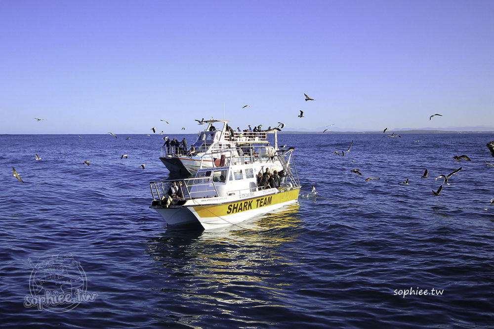 南非開普敦︳潛水看鯊魚。超酷的鯊魚籠體驗！