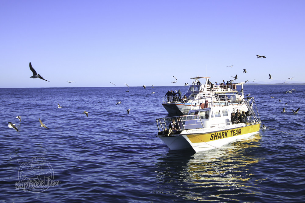 南非開普敦︳潛水看鯊魚。超酷的鯊魚籠體驗！