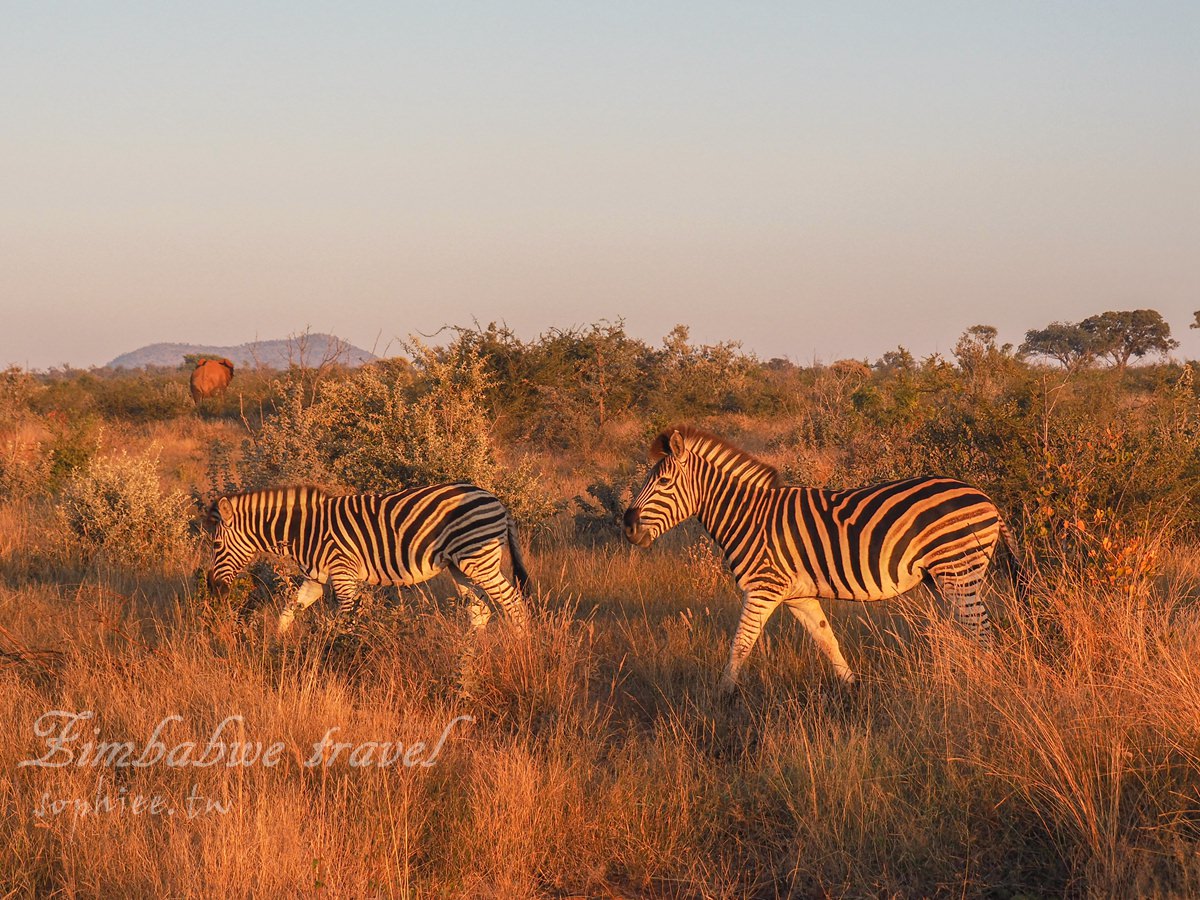 辛巴威旅遊∣夜間獵遊：在非洲的夜生活 跟動物一起開趴吧！