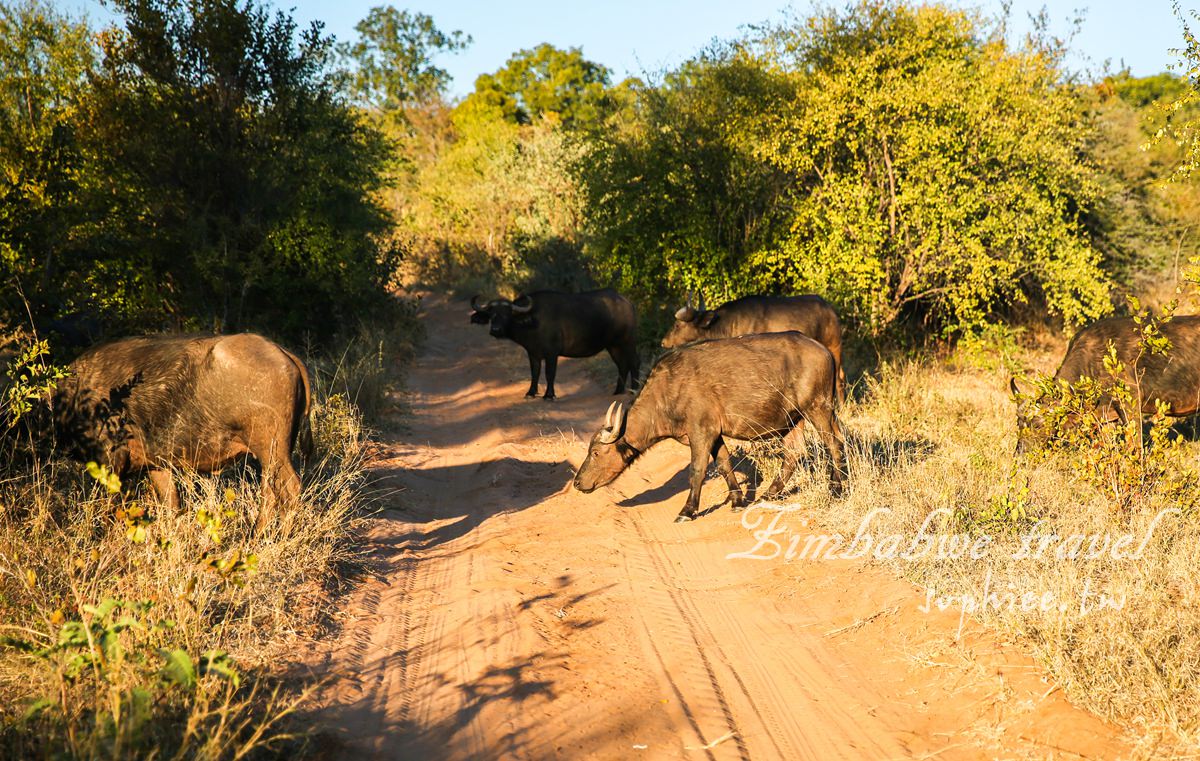 辛巴威旅遊∣夜間獵遊：在非洲的夜生活 跟動物一起開趴吧！