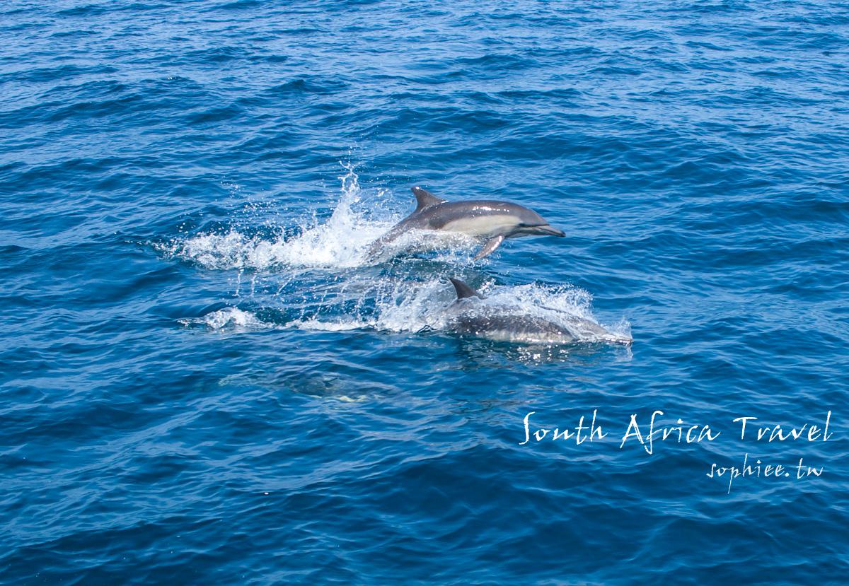 南非開普敦旅遊︳出海賞鯨 乘風破浪探訪海上五霸！