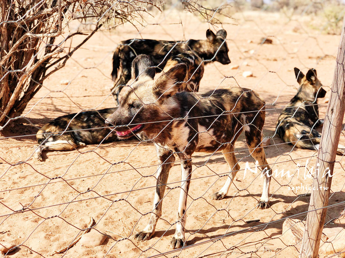 納米比亞旅遊∣與獵豹散步太夢幻╳餵食野生動物不是夢。Naankuse野生動物保護中心