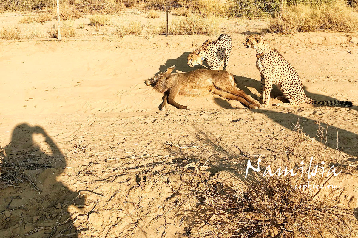 納米比亞旅遊∣與獵豹散步太夢幻╳餵食野生動物不是夢。Naankuse野生動物保護中心