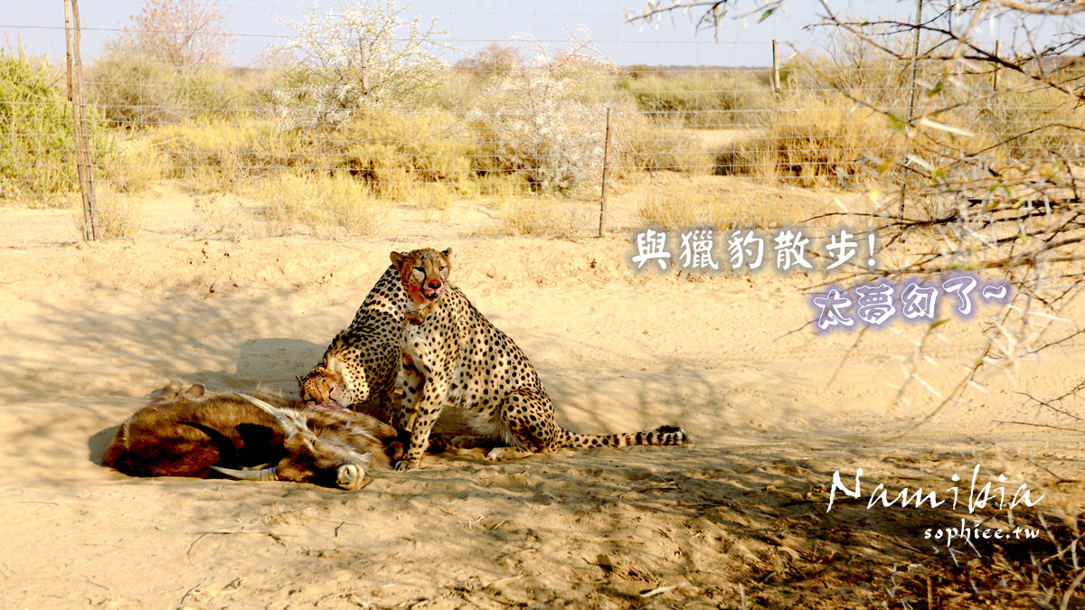 納米比亞旅遊∣與獵豹散步太夢幻╳餵食野生動物不是夢。Naankuse野生動物保護中心 @蘇菲漫旅
