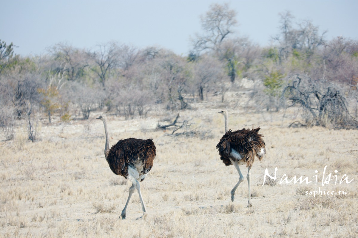 納米比亞旅遊∣探索非洲自由行攻略，行程規畫安排懶人包！
