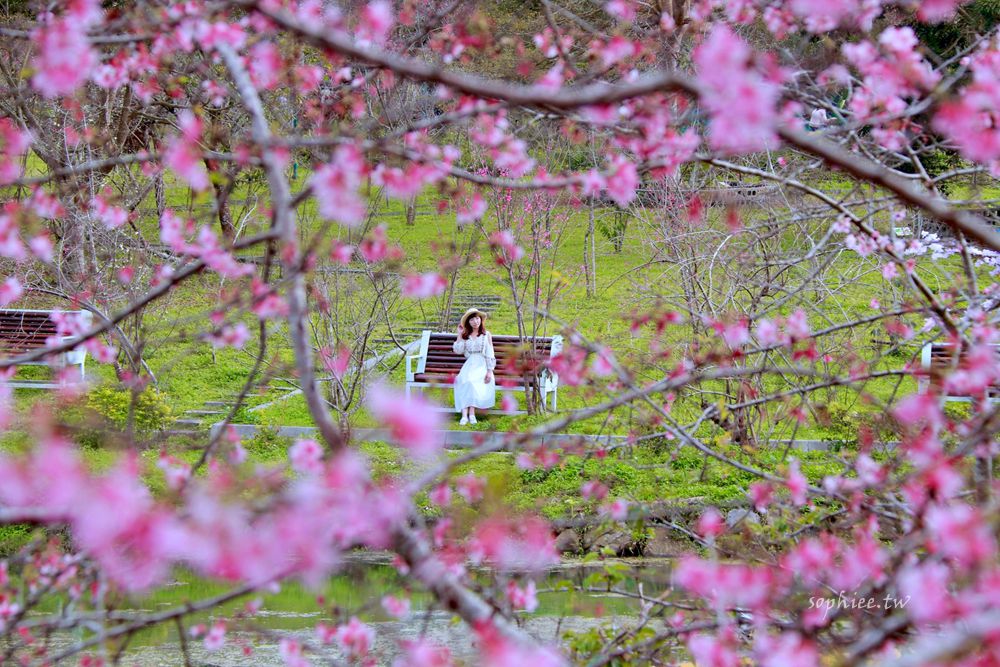 南投賞櫻景點》鹿谷小半天石馬公園 一年開兩次櫻花祕境 充滿異國氛圍！