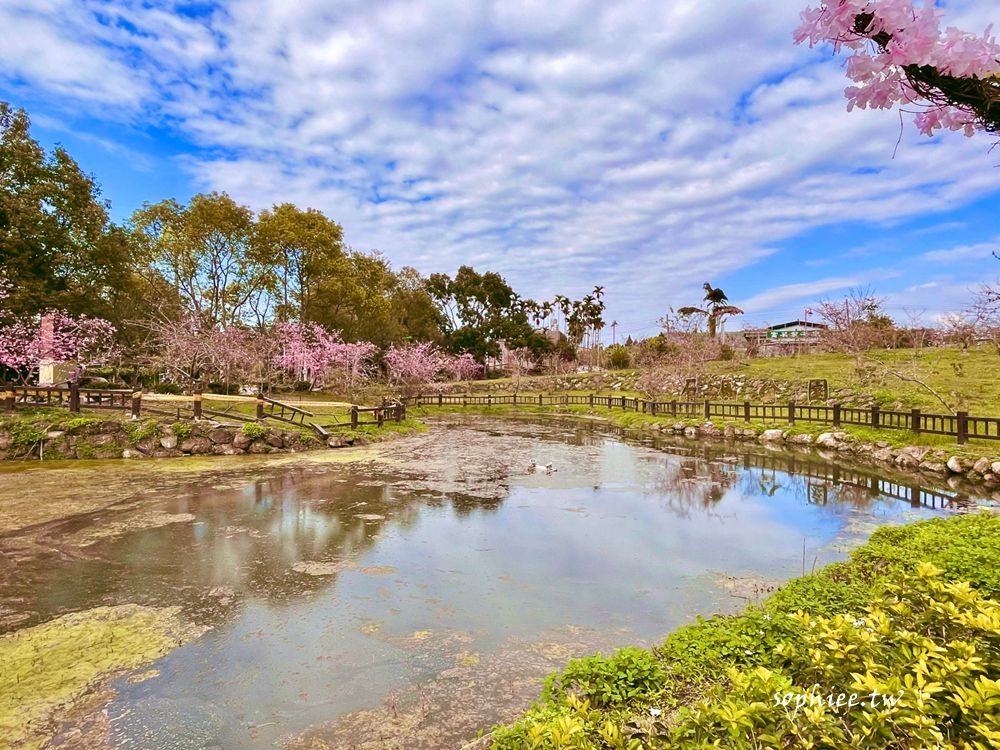 南投賞櫻景點》鹿谷小半天石馬公園 一年開兩次櫻花祕境 充滿異國氛圍！