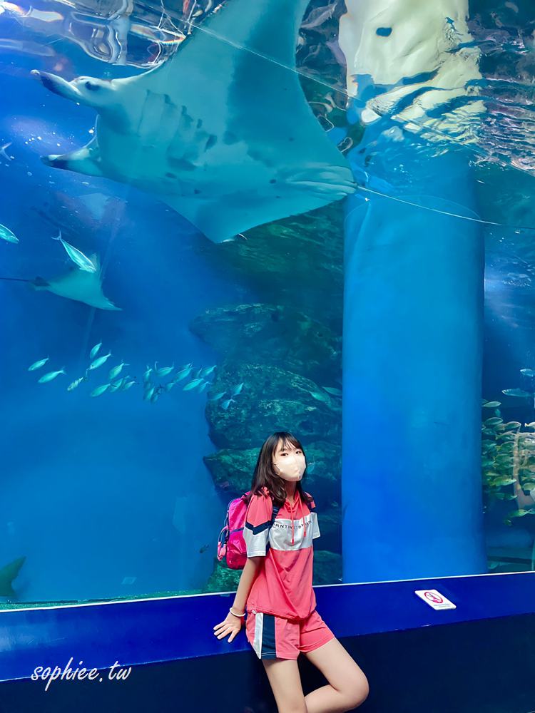 東京親子景點》Maxell Aqua Park Shinagawa品川水族館 結合聲光效果的華麗海豚表演　門票優惠 交通方式 表演時間一次看！