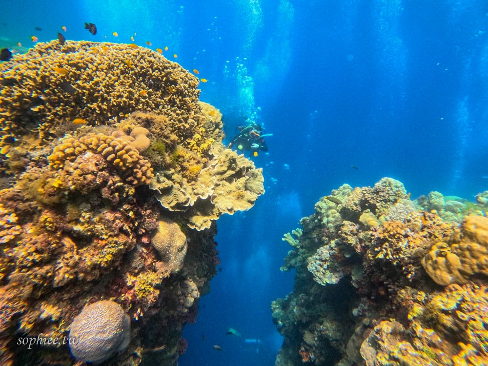 菲律賓 薄荷島 宿霧 潛水考照 海島瘋 水肺潛水