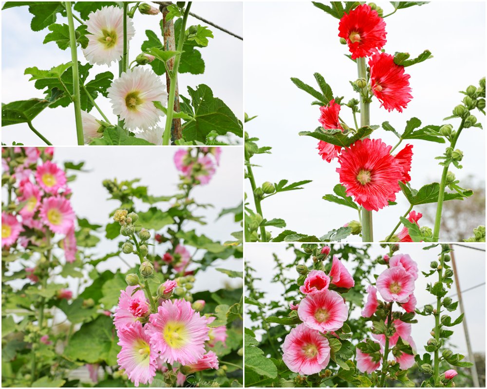 彰化親子景點》田中窯創藝園區 蜀葵花季開展 踏青賞景 捏陶彩繪 拓染玩貓 吃美食 今年春節就去走走! 彰化親子景點》田中窯創藝園區 蜀葵花季開展 踏青賞景 捏陶彩繪 拓染玩貓 吃美食 今年春節就去走走!