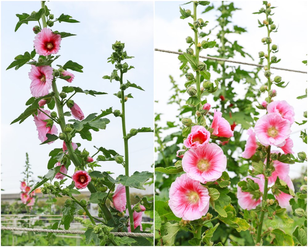 彰化親子景點》田中窯創藝園區 蜀葵花季開展 踏青賞景 捏陶彩繪 拓染玩貓 吃美食 今年春節就去走走! 彰化親子景點》田中窯創藝園區 蜀葵花季開展 踏青賞景 捏陶彩繪 拓染玩貓 吃美食 今年春節就去走走!