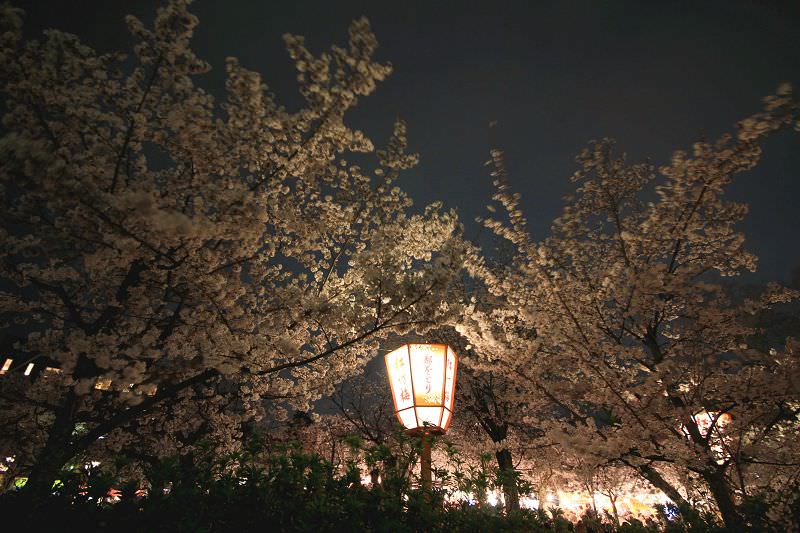 ［京都。賞櫻］賞櫻必到的円山公園。熱鬧賞夜櫻！