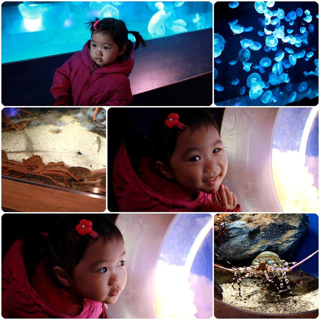 【2013KYOTO】躲雨。京都水族館（Kyoto Aquarium）