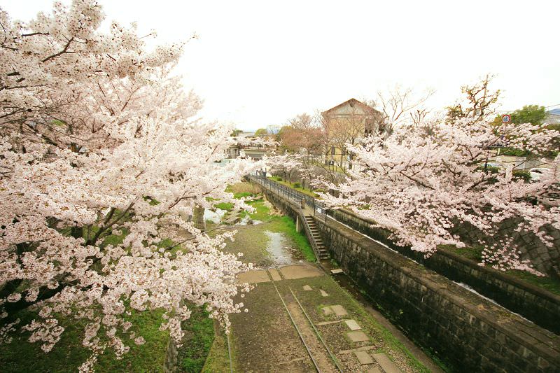 ［京都。賞櫻］蹴上鐵道。琵琶湖疏水。最佳浪漫約會賞櫻處~