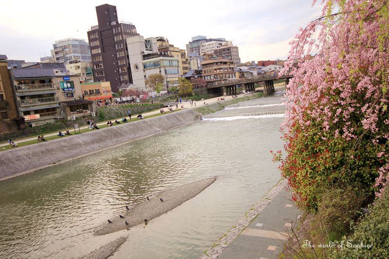 ［京都。賞櫻］鴨川散散步！騎自行車野遊~