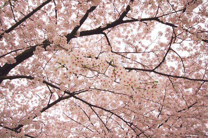 ［京都。賞櫻］八幡市淀川背割堤。浪漫櫻花下野餐