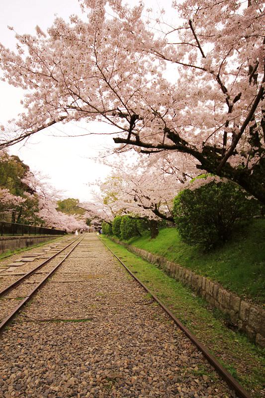 ［京都。賞櫻］蹴上鐵道。琵琶湖疏水。最佳浪漫約會賞櫻處~