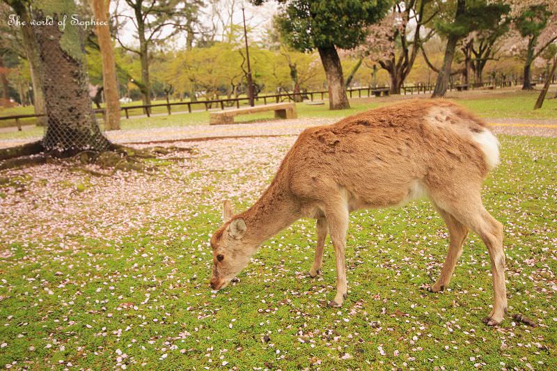 ［關西。賞櫻］奈良公園、春日大社。漫步賞櫻玩鹿~