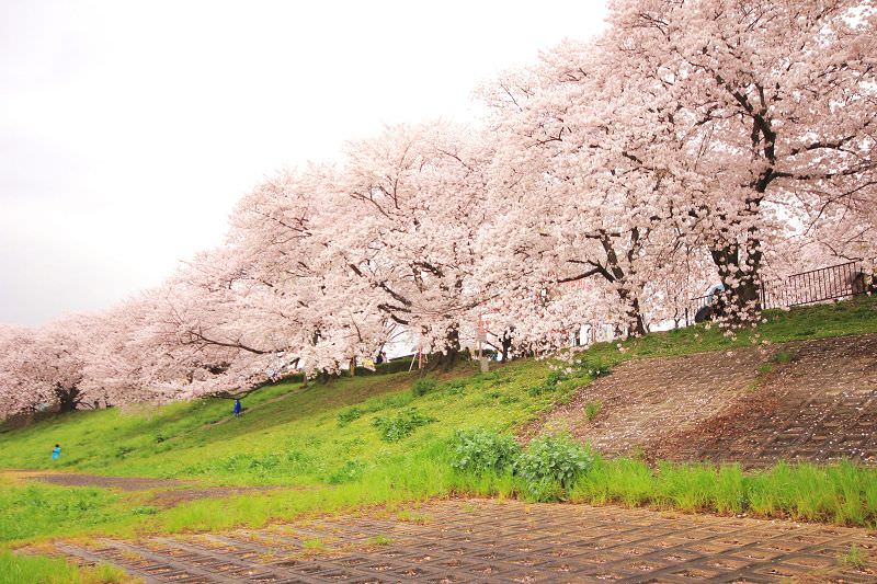［京都。賞櫻］八幡市淀川背割堤。浪漫櫻花下野餐