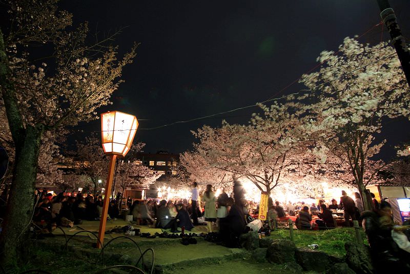 ［京都。賞櫻］賞櫻必到的円山公園。熱鬧賞夜櫻！