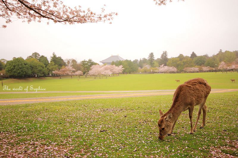 ［關西。賞櫻］奈良公園、春日大社。漫步賞櫻玩鹿~