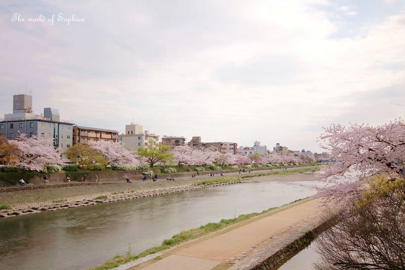 ［京都。賞櫻］鴨川散散步！騎自行車野遊~