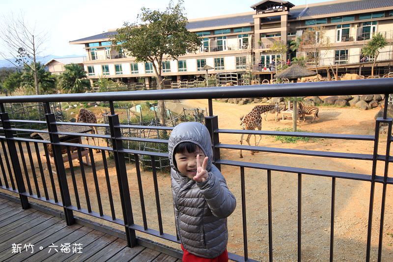 新竹親子飯店推薦-關西六福莊生態渡假旅館 與動物親密接觸 長頸鹿就在窗戶外