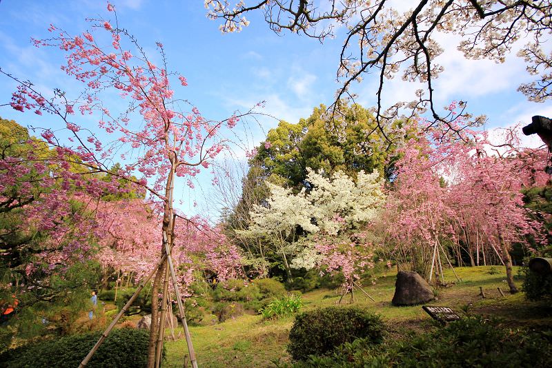 京都 賞櫻 平安神宮 皇室級的賞櫻景點 蘇菲漫旅